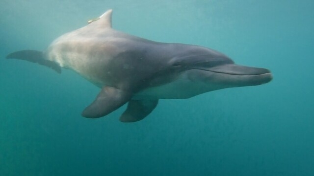 지난해 10월 16일 방사 당일 남방큰돌고래 ‘비봉이’의 모습. 해양수산부 제공