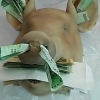 돼지머리에 5만원 꽂았다 벌금형… 法 “기부행위”