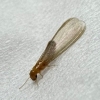 올해에만 외래 흰개미 2종 유입…‘더 센 놈’ 올 수 있다