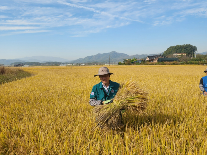 이형일 통계청장이 18일 경북 상주에서 쌀 생산량 조사에 사용할 볏짚단을 수확하고 있다. 상주 곽소영 기자