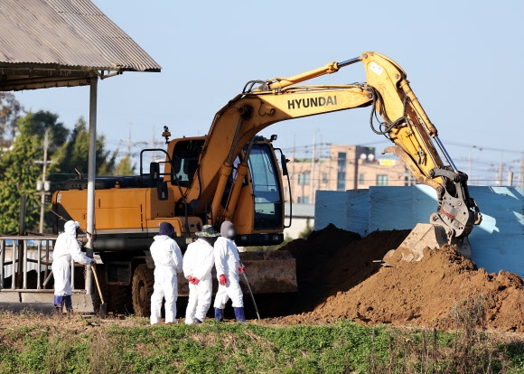 21일 낮 12시 30분 평택 A농장에서 채취한 시료를 정밀 검사한 결과 양성 판정이 나오자 방역 당국이 해당 농장에서 사육 중인 젖소 92마리를 살처분하고 있다.  연합뉴스