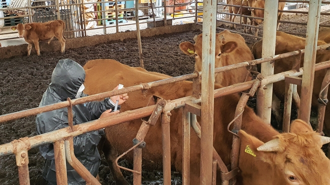 충남 서산시 방역당국이  럼피스킨병 발생 농가 20㎞ 반경 소 사육 농가를 대상으로 긴급 백신 접종을 진행하고 있다,  서산시 제공