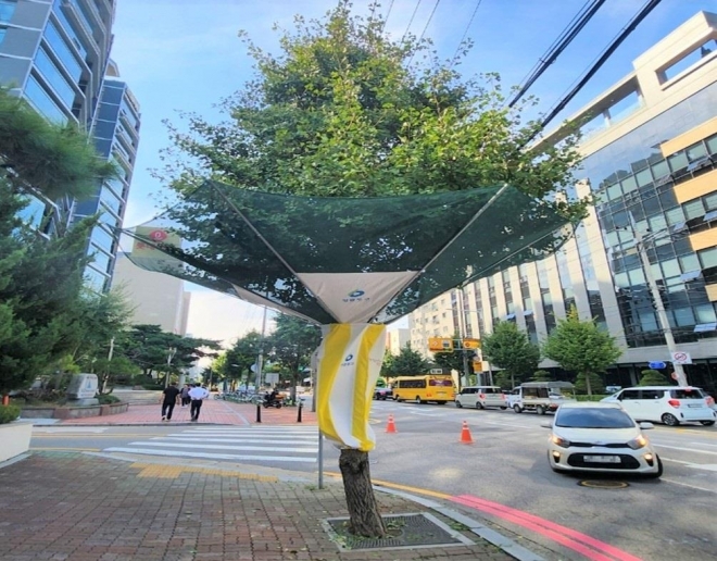 서울 영등포구의 한 도로에 심어진 은행나무에 열매 수거망이 설치된 모습. 영등포구 제공