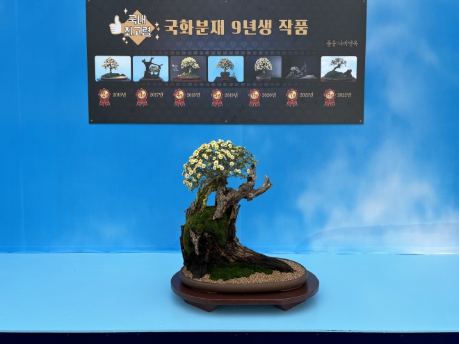 함평 국향대전에 전시된 ‘국내 최고령 9년생 국화 분재’ 함평군 제공