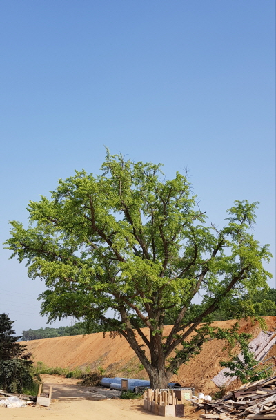 2020년 초 서울-문산고속도로 공사 당시 은행나무 모습. 고양시 일산동구 고봉동행정복지센터 제공.