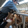이제부턴 속도전, 새달 10일까지 모든 소에 럼피스킨 백신 접종… 고창·철원도 발생 누적 64건