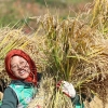 벼 수확 체험 ‘함박웃음’