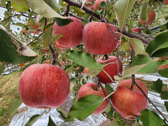 충남 예산군에서 재배하는 황토 사과. 예산군 제공