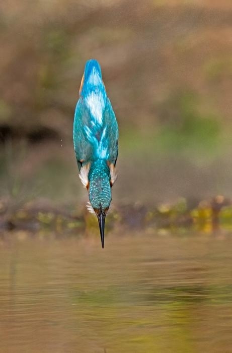 물총새는 물 속으로 수직 낙하하면서도 물 표면 충격을 머리에 받지 않게 하는 유전자를 갖고 있다.  커뮤니케이션즈 바이올로지 제공