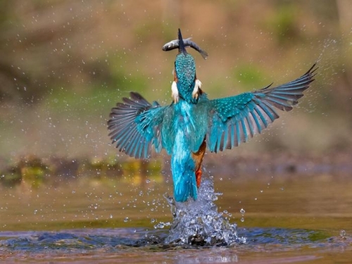 물총새가 수직 낙하 후 물속에서 먹잇감을 낚시해 물 위로 날아오르는 모습  커뮤니케이션즈 바이올로지 제공