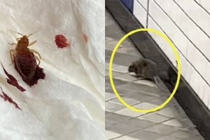 “지하철 탔더니 빈대” “쥐 꿈틀” 사진…대중교통 괜찮나