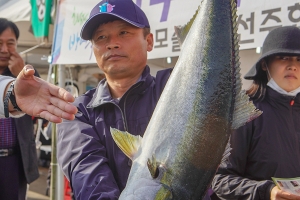 딱 4일동안 축제… 맨손으로 방어 잡아볼까요