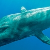 지구촌 최대 동물 ‘대왕고래’ 대서양 안방 다시 꿰찼다