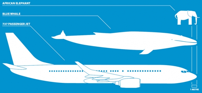 대왕고래 크기 비교