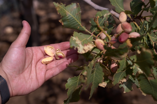 스페인의 피스타치오 열매. 수확해 말린 뒤 속껍질을 까면 녹색 열매가 드러나는데 이는 엽록소 때문이다.