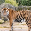 “호랑이 입에 신발이…” 파키스탄 동물원서 시신 발견