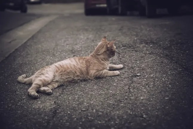 사진은 기사와 관련 없는 고양이 자료사진. 123RF