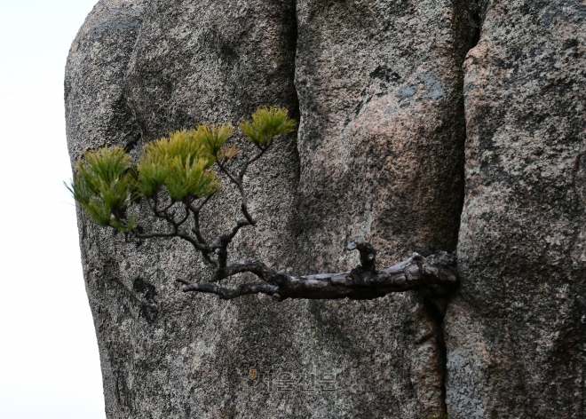 ‘용봉산의 보물’ 옆으로 자라는 소나무. 수령이 100년을 넘나든다고 한다.