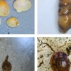 배꼽털달팽이·산골조개… 한라산서 연체동물 첫 확인