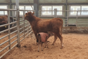 경기도, ‘갈색 젖소 수정란 이식’ 프로젝트 첫 송아지 생산