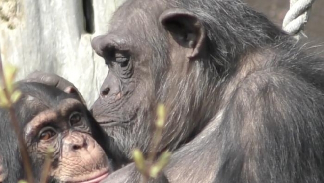 침팬지와 보노보 같은 유인원들도 사람처럼 오래 만나지 못한 동료나 가족을 알아볼 수 있다는 연구 결과가 나왔다. 미국 존스홉킨스대 제공