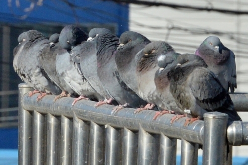 ‘비둘기 먹이 주기’를 금지할 수 있는 규정이 마련됐다. 뉴스1
