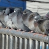 “‘비둘기 먹이주기’ 법으로 금지 가능해진다”