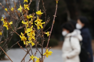 ‘오락가락 철 없는 날씨’에 농어민 한숨…개나리 피었다 북극 한파[취중생]