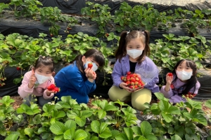 전국 곳곳서 “딸기 수확 체험하러 오세요”