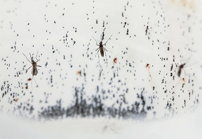 비영리단체 ‘세계모기프로그램’(WMP)은 내년에 브라질에서 질병과 싸우는 모기, 일명 ‘전투 모기’를 생산해 퍼뜨릴 예정이다. 전투 모기는 병원균을 전파하지 못하도록 하는 세균에 감염돼 모기로 전파되는 뎅기열, 지카 바이러스, 말라리아 같은 감염병을 차단한다. 세계모기프로그램(WMP) 제공