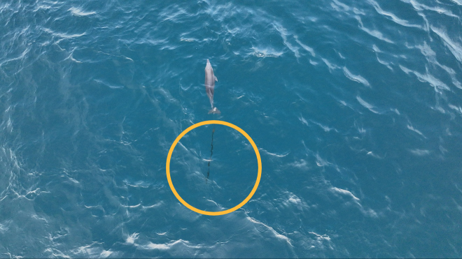 그물 줄에 걸린 어린 남방큰돌고래의 모습. 다큐제주·제주대학교 돌고래 연구팀 제공