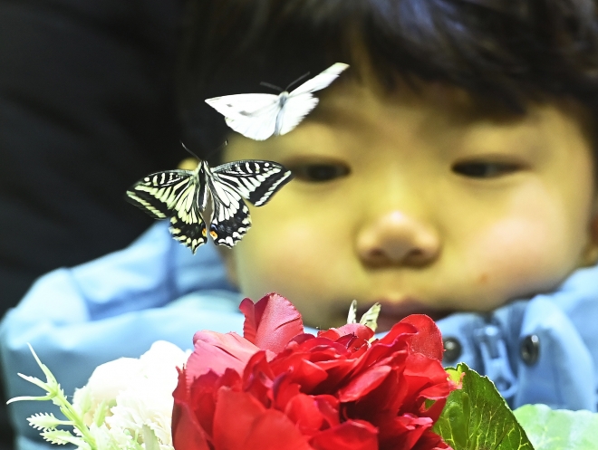 나비가 신기해요… 소한 앞두고 만난 ‘봄의 전령’