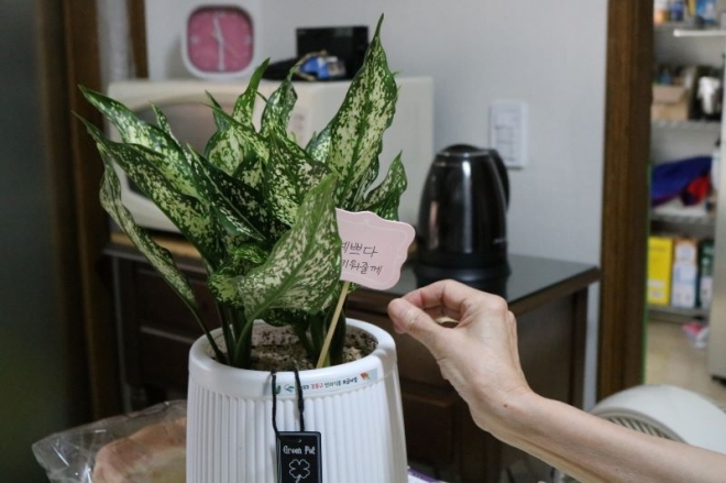 서울 강동구가 운영하고 있는 반려식물 보급 사업을 통해 전달된 화분의 모습. 강동구 제공