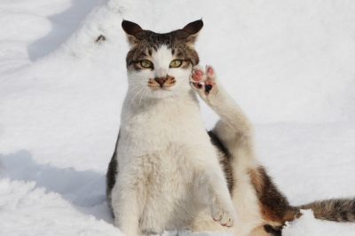 빈집 인덕션서 불? 냥이 ‘집사’ 책임! [법정 에스코트]