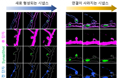 생각하고 기억하는 과정 실시간으로 관찰한다