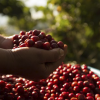 커피애호가 사랑받는 ‘안티구아’ 싸진다… 한·중미 FTA에 과테말라 가입