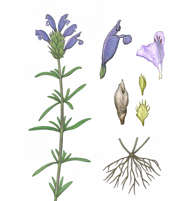 용머리는 우리나라 자생식물로 꽃이 용의 얼굴을 닮았다. 여름에 푸른색과 흰색의 꽃이 핀다.