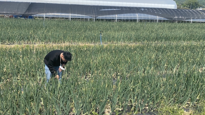 강형곤 용인농업기술센터 원예기술팀장이 요오드, 황 등을 탄소와 결합해 항균·항바이러스 작용을 하는 노균병 예방 약제를 개발했다.  용인시 제공