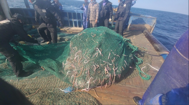 지난 6일 마라도 남동쪽 약 78㎞ 해상에서 제한조건 위반 혐의로 나포된 중국어선에서 나온  장어. 서귀포해양경찰서 제공