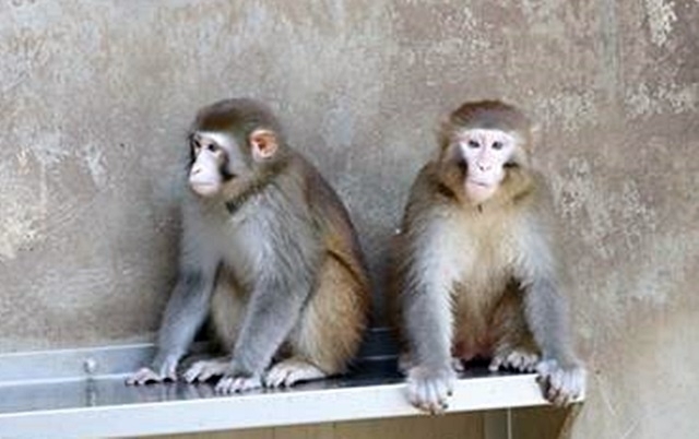 붉은털원숭이 자료사진. 한국생명공학연구원 제공