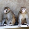 ‘인간과 유사’…中연구진이 복제한 붉은털원숭이 2년째 생존