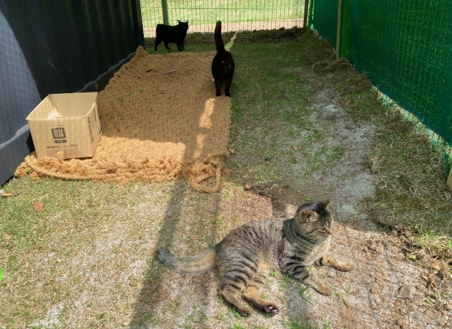 19일 제주도 세계유산본부내 임시보호시설에서 지내고 있는 마라도 길고양이들의 모습. 제주도 세계유산본부 제공