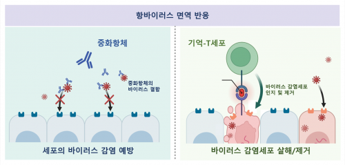 중화항체와 기억-T세포의 항바이러스 면역 기능  기초과학연구원(IBS) 제공