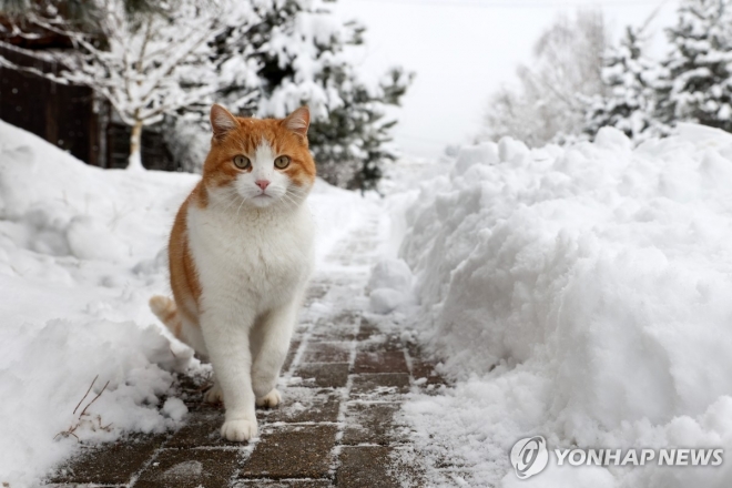 러시아 고양이. 기사와 직접적인  관계없음. 타스=연합뉴스