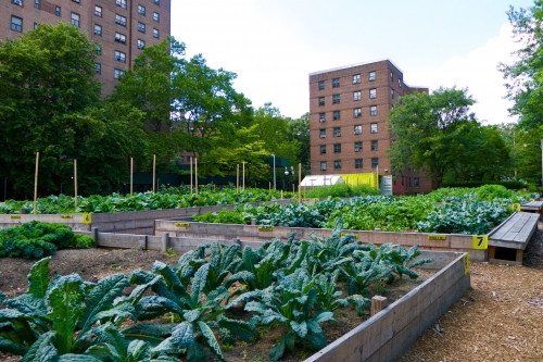도시 농업은 주민들에게 신선한 농산물을 공급하고, 교육과 레크레이션 기회까지 제공하는 등 다양한 이점으로 주목받고 있다. 미국 뉴욕에 조성된 도시 공동 농장의 모습. 미국 뉴욕시립대 제공