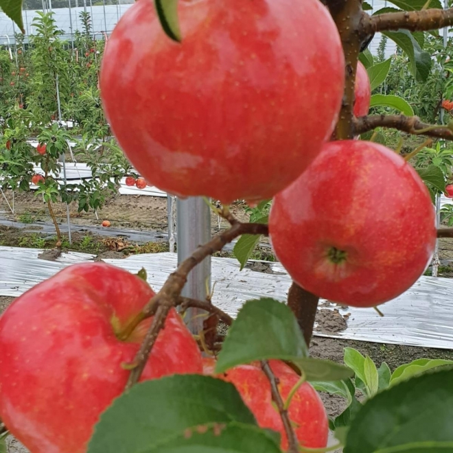 양구 사과. 양구군 제공