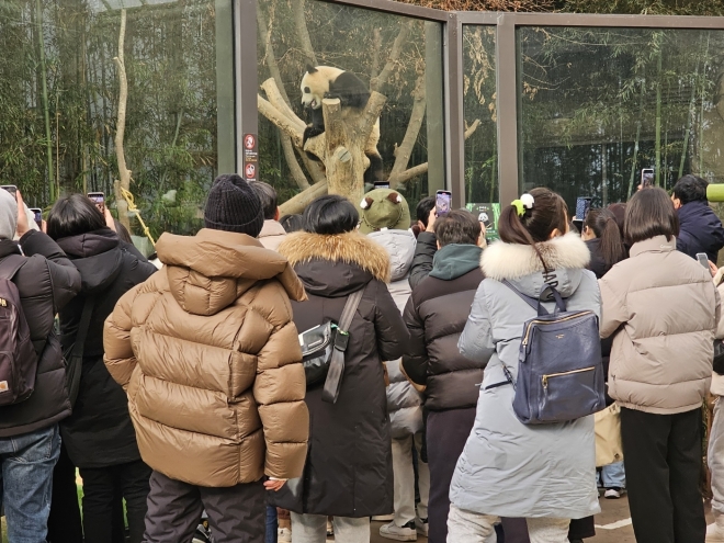 29일 경기 용인 에버랜드 판다월드에서 관람객들이 4월 고국으로 돌아가는 자이언트 판다 ‘푸바오’를 구경하고 있다. 삼성물산 제공