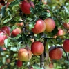 몸값 높이는 ‘양구 사과’…“고품질로 승부”