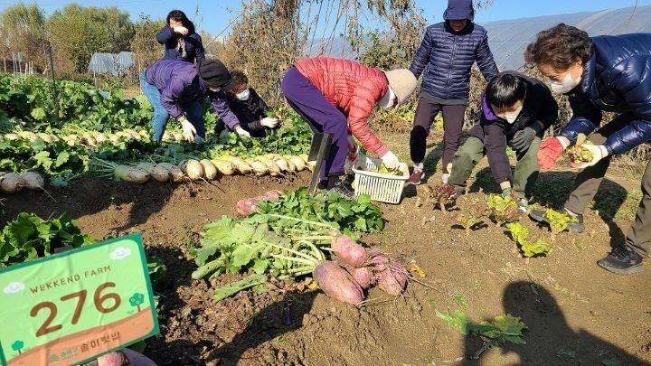 지난해 송이텃밭 참여자들이 텃밭을 일구고 있다. 송파구 제공