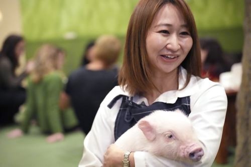 일본의 ‘마이피크 카페’ 운영자가 돼지를 안고 있다. 이 카페에서는 돼지와 함께 커피를 즐길 수 있다. 도쿄 AP 연합뉴스